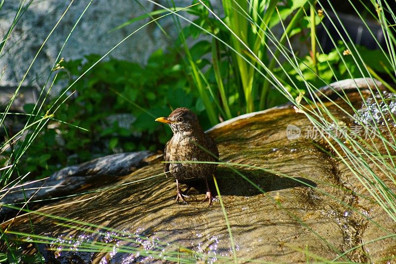 鸟-黑鸟雌Turdus merula正在池塘洗澡。德国拜仁。